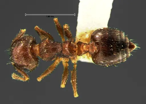Crematogaster lineolata specimen CASENT0105681 image casent0105681_1