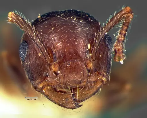 Crematogaster lineolata specimen CASENT0105681 image casent0105681_2
