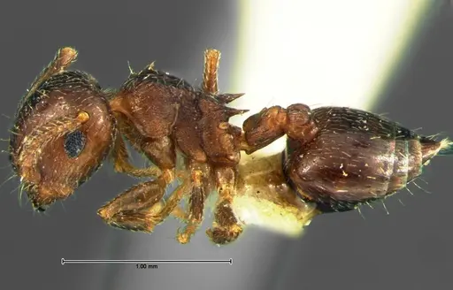 Crematogaster lineolata specimen CASENT0105681 image casent0105681_3