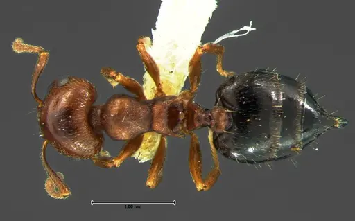 Crematogaster lineolata specimen CASENT0105682 image casent0105682_1