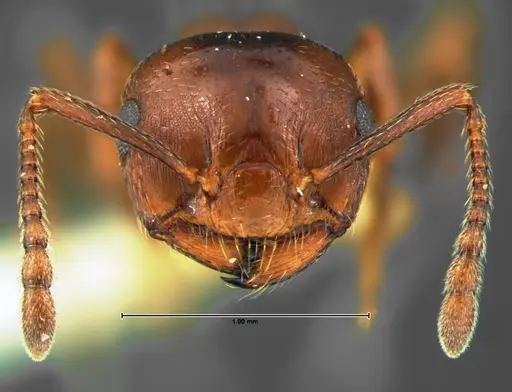 Crematogaster lineolata specimen CASENT0105682 image casent0105682_2