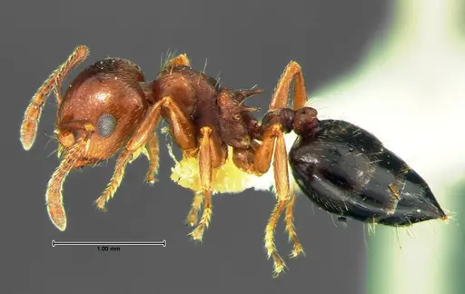 Crematogaster lineolata specimen CASENT0105682 image casent0105682_3