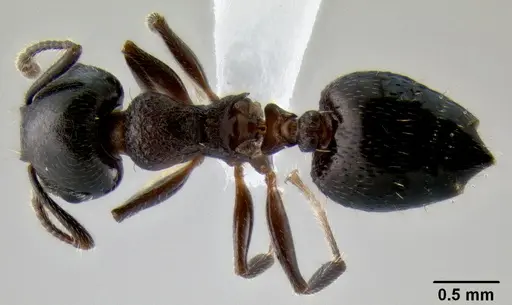 Crematogaster lineolata specimen CASENT0193619 image casent0193619_1