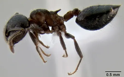 Crematogaster lineolata specimen CASENT0193619 image casent0193619_3