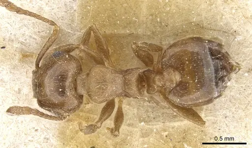 Crematogaster lineolata specimen CASENT0904536 image casent0904536_1