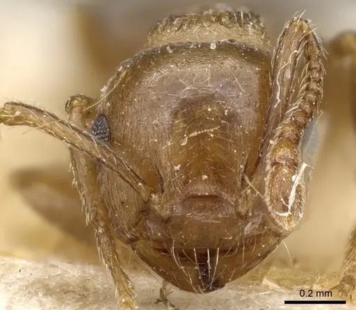 Crematogaster lineolata specimen CASENT0904536 image casent0904536_2