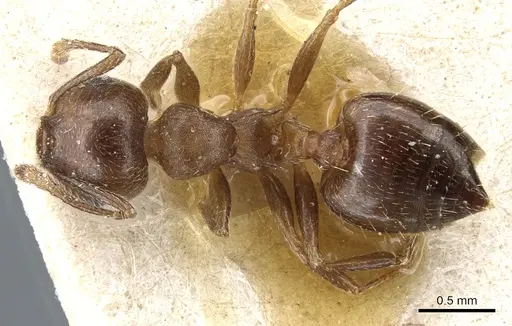 Crematogaster lineolata specimen CASENT0904537 image casent0904537_1