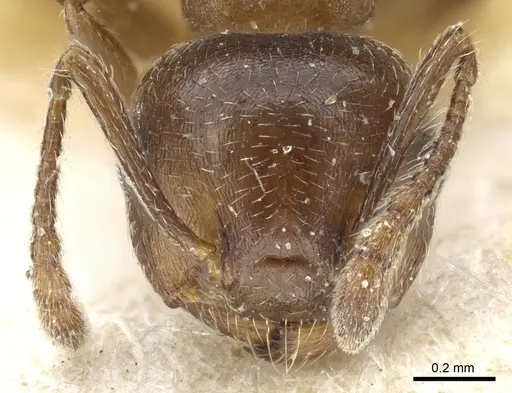 Crematogaster lineolata specimen CASENT0904537 image casent0904537_2