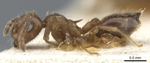 Crematogaster lineolata specimen CASENT0904537 image casent0904537_3