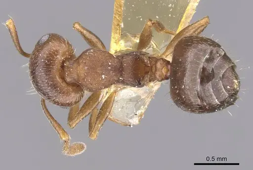 Crematogaster lineolata specimen CASENT0912717 image casent0912717_1