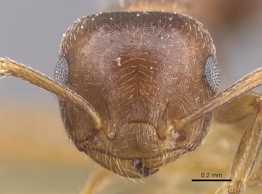 Crematogaster lineolata specimen CASENT0912717 image casent0912717_2