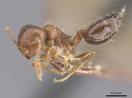 Crematogaster lineolata specimen CASENT0912717 image casent0912717_3