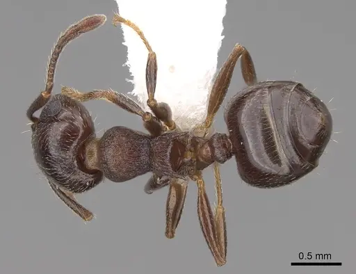 Crematogaster lineolata specimen CASENT0922733 image casent0922733_1
