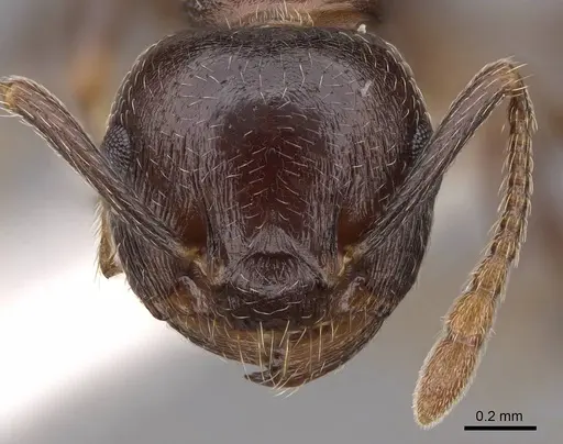 Crematogaster lineolata specimen CASENT0922733 image casent0922733_2