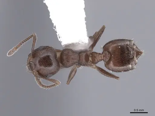 Crematogaster lineolata specimen FMNHINS0000062944 image fmnhins0000062944_1
