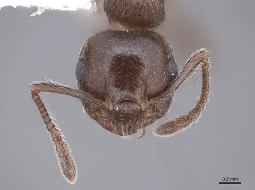 Crematogaster lineolata specimen FMNHINS0000062944 image fmnhins0000062944_2