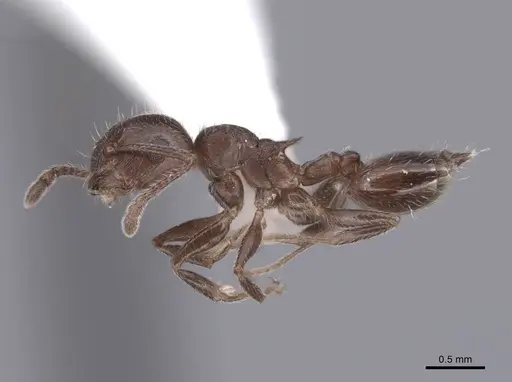 Crematogaster lineolata specimen FMNHINS0000062944 image fmnhins0000062944_3