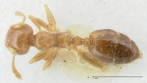 Crematogaster linsenmairi specimen FOCOL1645 image focol1645_1