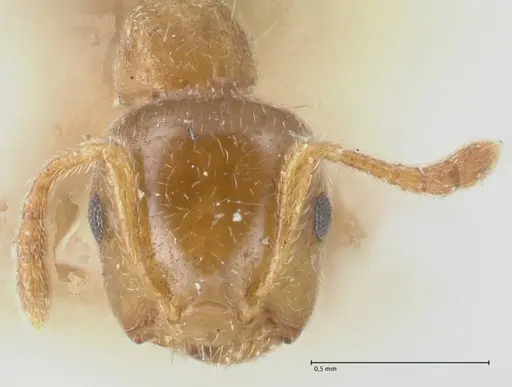 Crematogaster linsenmairi specimen FOCOL1645 image focol1645_2