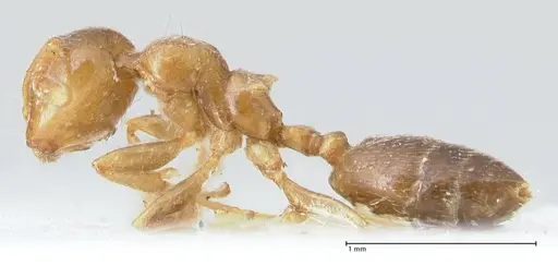Crematogaster linsenmairi specimen FOCOL1645 image focol1645_3