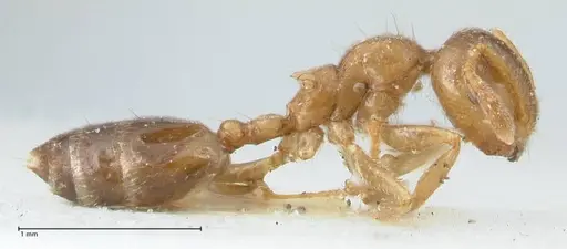 Crematogaster linsenmairi specimen FOCOL1645 image focol1645_4
