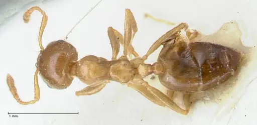 Crematogaster linsenmairi specimen FOCOL1646 image focol1646_1