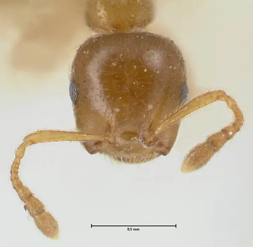 Crematogaster linsenmairi specimen FOCOL1646 image focol1646_2