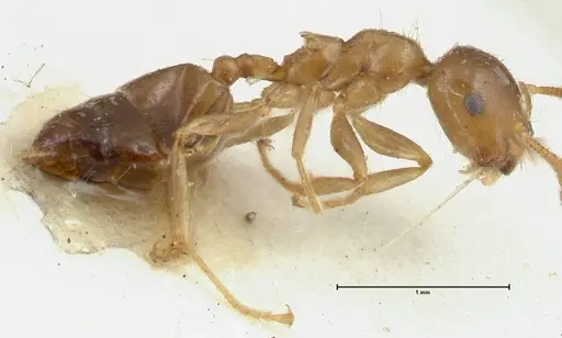 Crematogaster linsenmairi specimen FOCOL1646 image focol1646_3