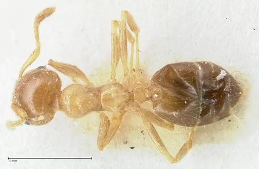 Crematogaster linsenmairi specimen FOCOL1647 image focol1647_1