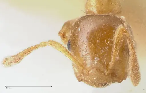 Crematogaster linsenmairi specimen FOCOL1647 image focol1647_2