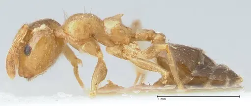 Crematogaster linsenmairi specimen FOCOL1647 image focol1647_3