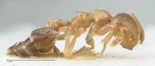 Crematogaster linsenmairi specimen FOCOL1647 image focol1647_4