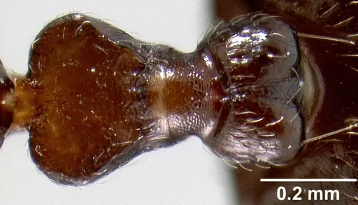 Crematogaster lobata specimen CASENT0054136 image casent0054136_1