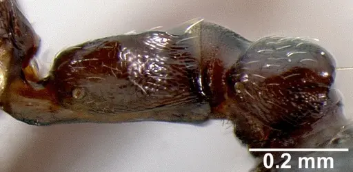 Crematogaster lobata specimen CASENT0054136 image casent0054136_2