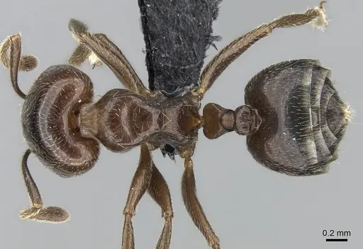 Crematogaster lobata specimen CASENT0054553 image casent0054553_1