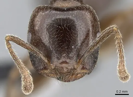 Crematogaster lobata specimen CASENT0054553 image casent0054553_2