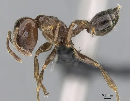 Crematogaster lobata specimen CASENT0054553 image casent0054553_3