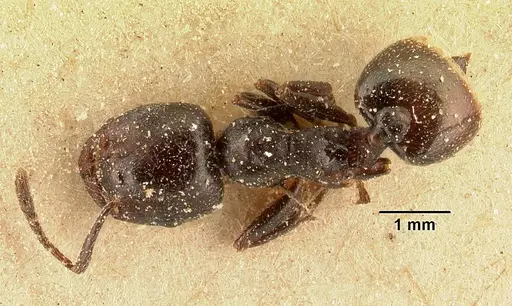 Crematogaster lobata specimen CASENT0101160 image casent0101160_1
