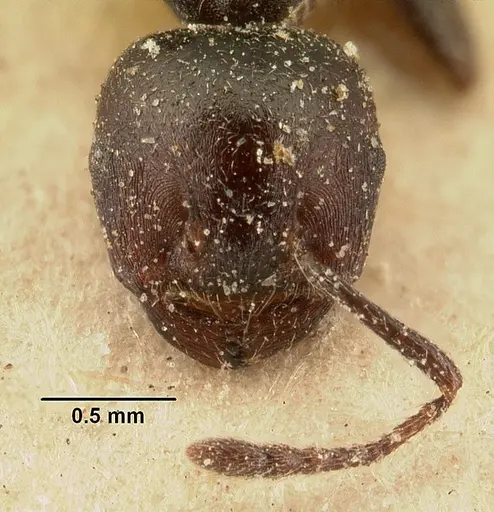 Crematogaster lobata specimen CASENT0101160 image casent0101160_2
