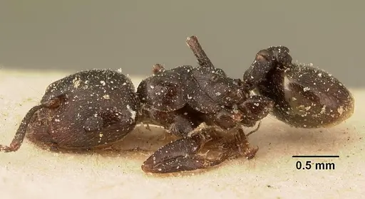 Crematogaster lobata specimen CASENT0101160 image casent0101160_3