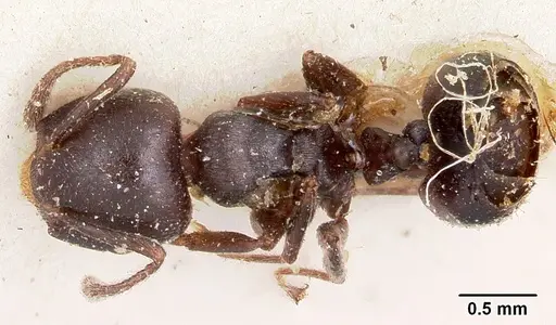 Crematogaster lobata specimen CASENT0101585 image casent0101585_1
