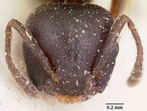 Crematogaster lobata specimen CASENT0101585 image casent0101585_2