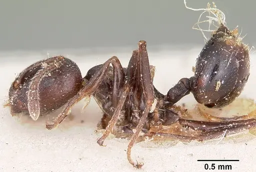 Crematogaster lobata specimen CASENT0101585 image casent0101585_3