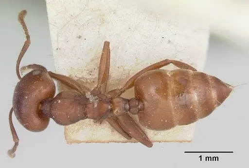 Crematogaster lobata specimen CASENT0101773 image casent0101773_1