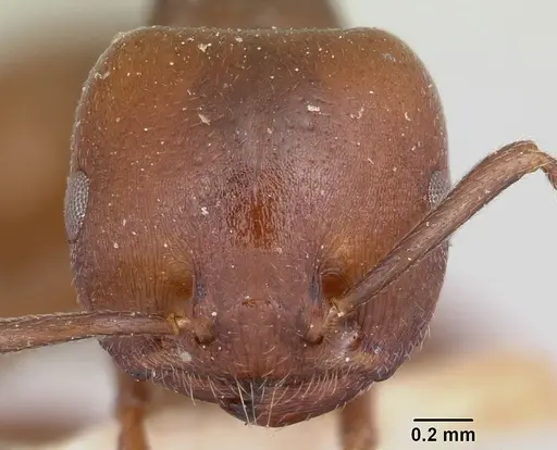 Crematogaster lobata specimen CASENT0101773 image casent0101773_2