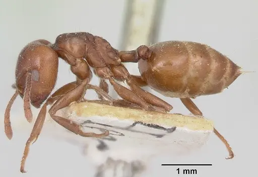 Crematogaster lobata specimen CASENT0101773 image casent0101773_3