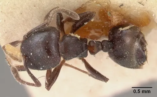 Crematogaster lobata specimen CASENT0102055 image casent0102055_1