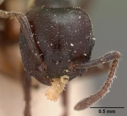 Crematogaster lobata specimen CASENT0102055 image casent0102055_2