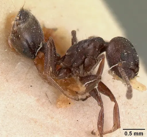 Crematogaster lobata specimen CASENT0102055 image casent0102055_3