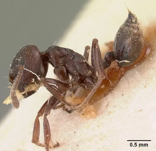 Crematogaster lobata specimen CASENT0102055 image casent0102055_4